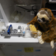 Illustration for article titled If You Send a Sloth to Space, You Better Expect it to Nap